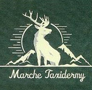 Marche Taxidermy